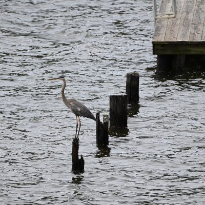 Copy-of-DSC_4296